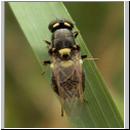 Oxycera leonina -Waffenfliege 02.jpg